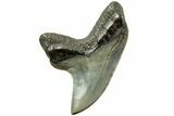 Rare,  Giant Thresher Shark (Alopias) Tooth - South Carolina #214480-1